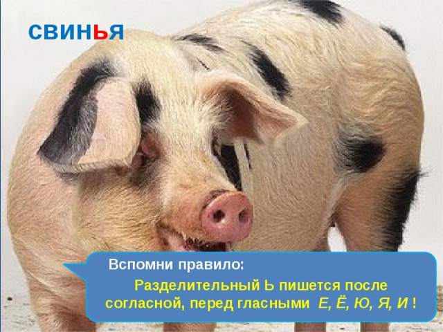 свин ь я Вместо хвостика – крючок, Вместо носа – пятачок. Пятачок дырявый, А крючок вертлявый.  Вспомни правило: Разделительный Ь пишется после согласной, перед гласными Е, Ё, Ю, Я, И ! 