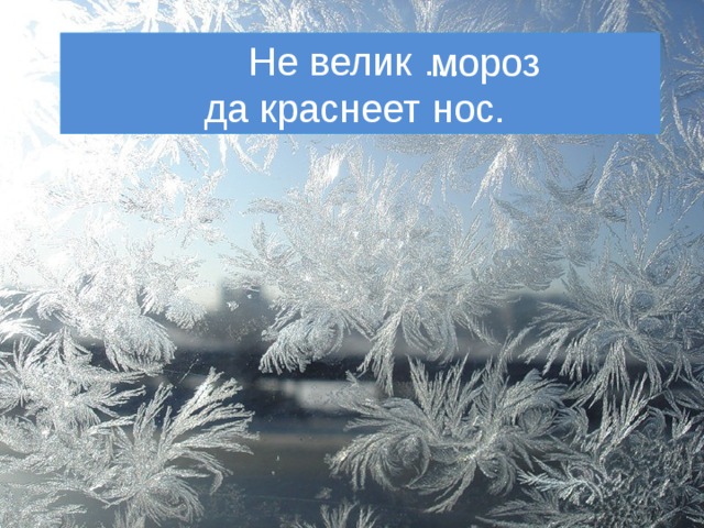 Не велик … да краснеет нос. мороз 