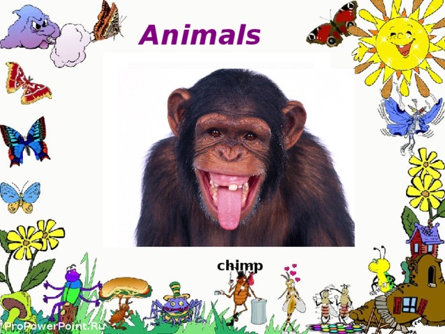 Animals  frog fish bird horse chimp 