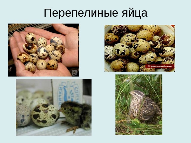 Перепелиные яйца 
