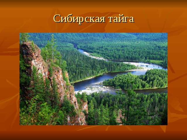 Сибирская тайга 