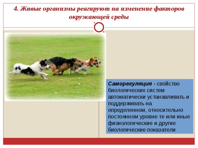 4. Живые организмы реагируют на изменение факторов окружающей среды Саморегуляция - свойство биологических систем автоматически устанавливать и поддерживать на определенном, относительно постоянном уровне те или иные физиологические и другие биологические показатели 