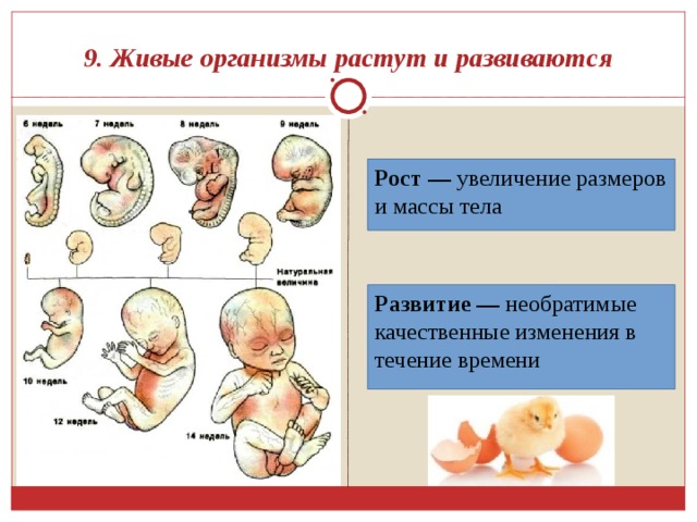 9. Живые организмы растут и развиваются Рост — увеличение размеров и массы тела Развитие — необратимые качественные изменения в течение времени 