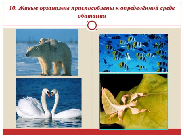 10. Живые организмы приспособлены к определённой среде обитания 