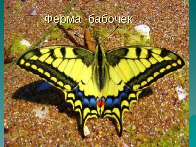Ферма бабочек 