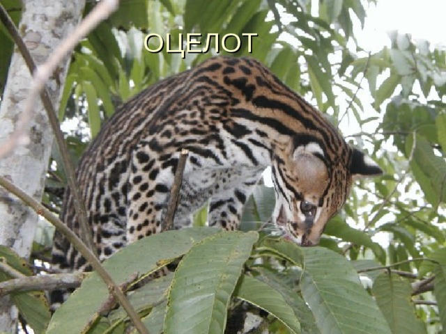 ОЦЕЛОТ 
