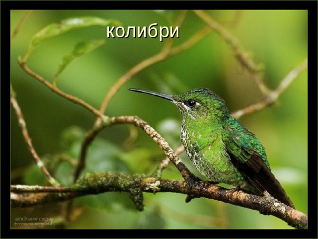 колибри 