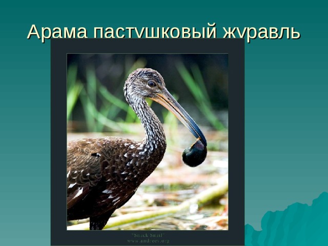 Арама пастушковый журавль 