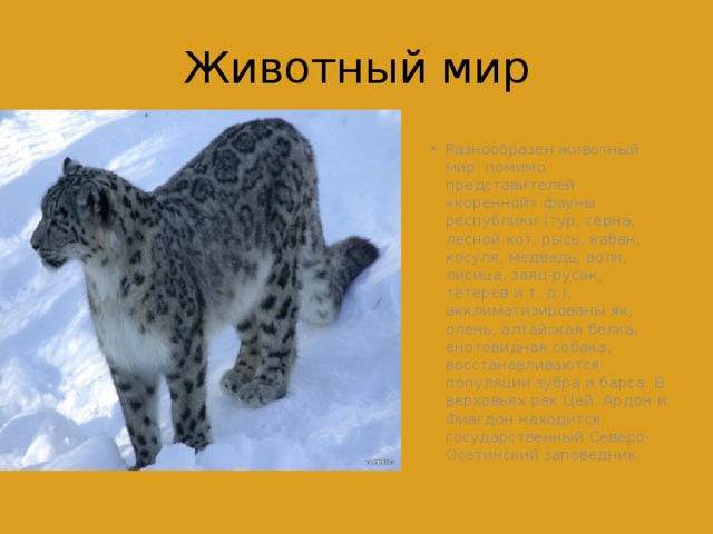 Животный мир Разнообразен животный мир: помимо представителей «коренной» фауны республики (тур, серна, лесной кот, рысь, кабан, косуля, медведь, волк, лисица, заяц-русак, тетерев и т. д.), акклиматизированы як, олень, алтайская белка, енотовидная собака, восстанавливаются популяции зубра и барса. В верховьях рек Цей, Ардон и Фиагдон находится государственный Северо-Осетинский заповедник. 
