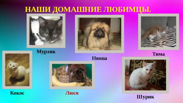 НАШИ ДОМАШНИЕ ЛЮБИМЦЫ. Мурзик Тима Нюша Кокос Люся Шурик