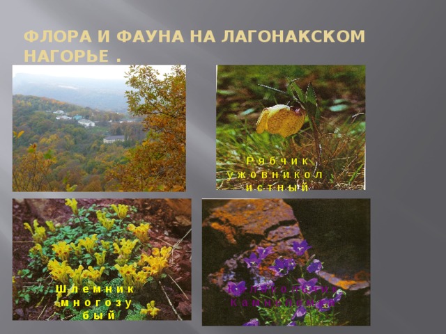 ФЛОРА И ФАУНА НА ЛАГОНАКСКОМ НАГОРЬЕ .   Рябчик ужовниколистный Шлемник Колокольчик многозубый Камнеломка  