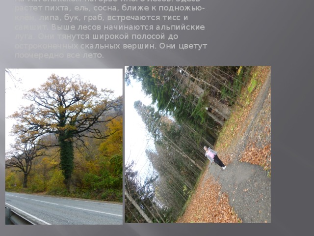 На Лагонакском нагорье много лесов. Здесь растет пихта, ель, сосна, ближе к подножью- клён, липа, бук, граб, встречаются тисс и самшит. Выше лесов начинаются альпийские луга. Они тянутся широкой полосой до остроконечных скальных вершин. Они цветут поочередно все лето. 