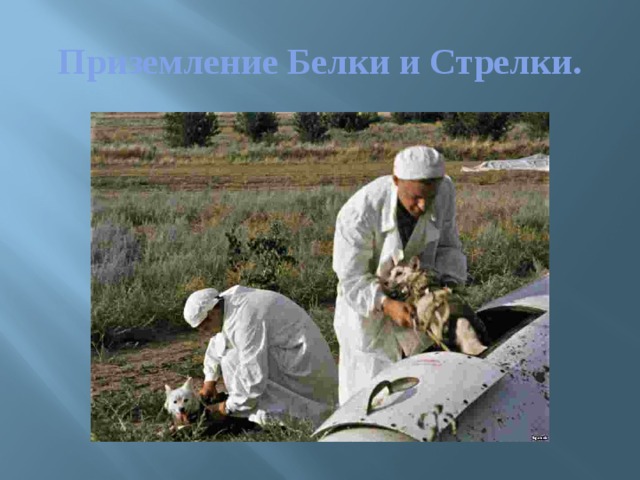 Приземление Белки и Стрелки. 