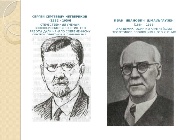 СЕРГЕЙ СЕРГЕЕВИЧ ЧЕТВЕРИКОВ (1882 – 1959) Отечественный ученый, эволюционист и генетик. Его работы дали начало современному синтезу генетики и дарвинизма. ИВАН ИВАНОВИЧ ШМАЛЬГАУЗЕН  (1884 – 1963) АКАДЕМИК, ОДИН ИЗ КРУПНЕЙШИХ ТЕОРЕТИКОВ ЭВОЛЮЦИОННОГО УЧЕНИЯ 
