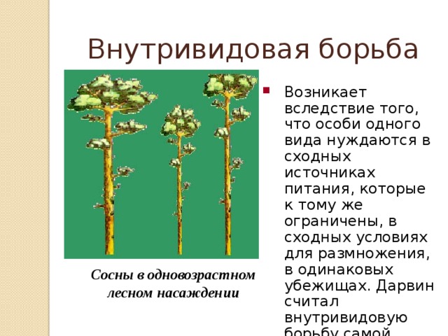 Внутривидовая борьба Возникает вследствие того, что особи одного вида нуждаются в сходных источниках питания, которые к тому же ограничены, в сходных условиях для размножения, в одинаковых убежищах. Дарвин считал внутривидовую борьбу самой напряженной. Сосны в одновозрастном лесном насаждении 