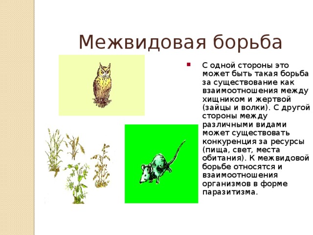 Межвидовая борьба С одной стороны это может быть такая борьба за существование как взаимоотношения между хищником и жертвой (зайцы и волки). С другой стороны между различными видами может существовать конкуренция за ресурсы (пища, свет, места обитания). К межвидовой борьбе относятся и взаимоотношения организмов в форме паразитизма. 