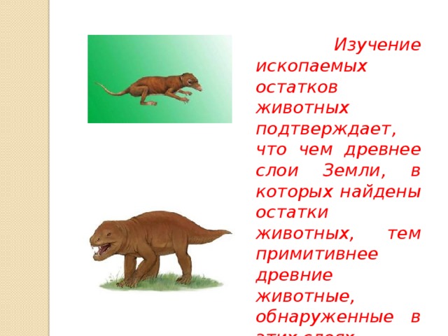  Изучение ископаемых остатков животных подтверждает, что чем древнее слои Земли, в которых найдены остатки животных, тем примитивнее древние животные, обнаруженные в этих слоях. 