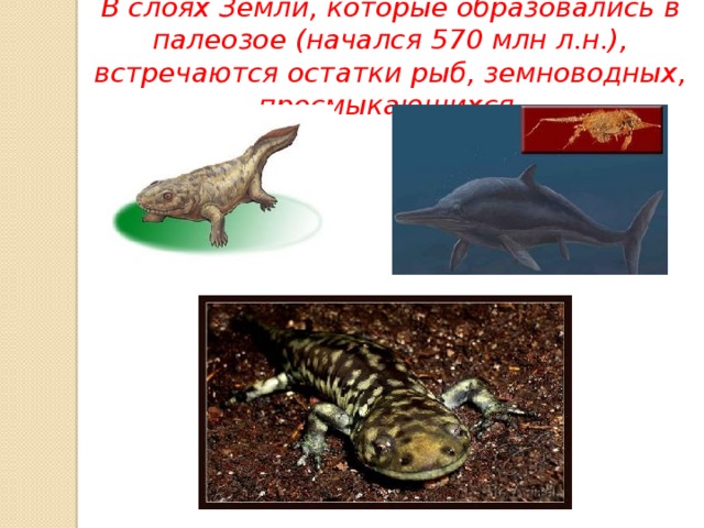 В слоях Земли, которые образовались в палеозое (начался 570 млн л.н.), встречаются остатки рыб, земноводных, пресмыкающихся. 