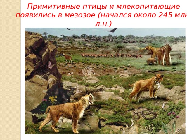 Примитивные птицы и млекопитающие появились в мезозое (начался около 245 млн. л.н.) 