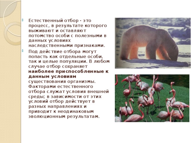 Естественный отбор - это процесс, в результате которого выживают и оставляют потомство особи с полезными в данных условиях наследственными признаками. Под действие отбора могут попасть как отдельные особи, так и целые популяции. В любом случае отбор сохраняет наиболее приспособленные к данным условиям существования организмы. Факторами естественного отбора служат условия внешней среды; в зависимости от этих условий отбор действует в разных направлениях и приводит к неодинаковым эволюционным результатам. 
