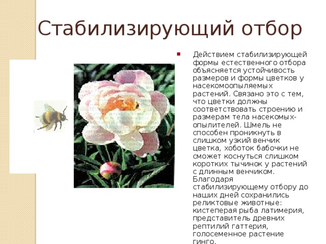 Стабилизирующий отбор Действием стабилизирующей формы естественного отбора объясняется устойчивость размеров и формы цветков у насекомоопыляемых растений. Связано это с тем, что цветки должны соответствовать строению и размерам тела насекомых-опылителей. Шмель не способен проникнуть в слишком узкий венчик цветка, хоботок бабочки не сможет коснуться слишком коротких тычинок у растений с длинным венчиком. Благодаря стабилизирующему отбору до наших дней сохранились реликтовые животные: кистеперая рыба латимерия, представитель древних рептилий гаттерия, голосеменное растение гинго. 