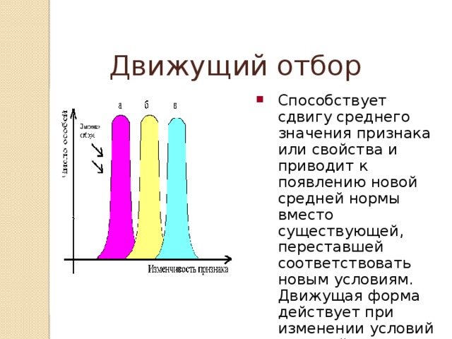 Движущий отбор Способствует сдвигу среднего значения признака или свойства и приводит к появлению новой средней нормы вместо существующей, переставшей соответствовать новым условиям. Движущая форма действует при изменении условий внешней среды. 