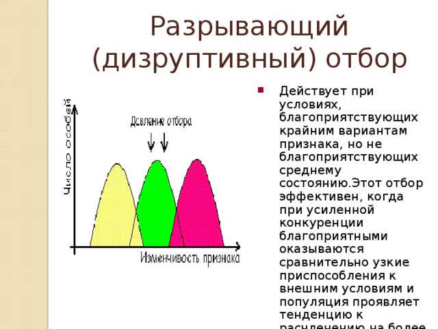Разрывающий (дизруптивный) отбор Действует при условиях, благоприятствующих крайним вариантам признака, но не благоприятствующих среднему состоянию.Этот отбор эффективен, когда при усиленной конкуренции благоприятными оказываются сравнительно узкие приспособления к внешним условиям и популяция проявляет тенденцию к расчленению на более мелкие группы. 