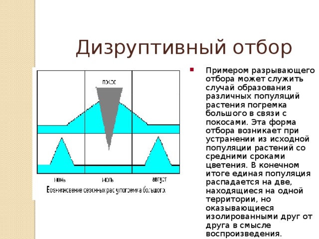 Дизруптивный отбор Примером разрывающего отбора может служить случай образования различных популяций растения погремка большого в связи с покосами. Эта форма отбора возникает при устранении из исходной популяции растений со средними сроками цветения. В конечном итоге единая популяция распадается на две, находящиеся на одной территории, но оказывающиеся изолированными друг от друга в смысле воспроизведения. 