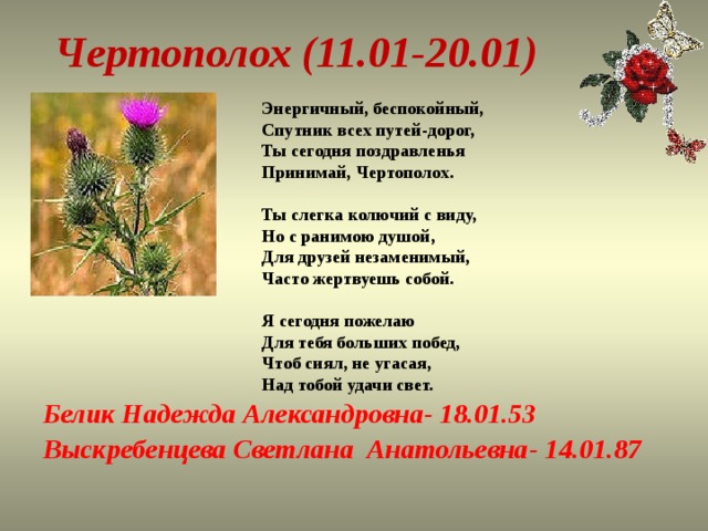 Чертополох (11.01-20.01)    Энергичный, беспокойный,  Спутник всех путей-дорог,  Ты сегодня поздравленья  Принимай, Чертополох.   Ты слегка колючий с виду,  Но с ранимою душой,  Для друзей незаменимый,  Часто жертвуешь собой.   Я сегодня пожелаю  Для тебя больших побед,  Чтоб сиял, не угасая,  Над тобой удачи свет.   Белик Надежда Александровна- 18.01.53 Выскребенцева Светлана Анатольевна- 14.01.87 