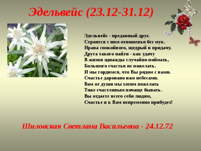 Эдельвейс (23.12-31.12) Эдельвейс - преданный друг.  Строятся с ним отношенья без мук.  Нрава спокойного, щедрый в придачу.  Друга такого найти - как удачу  В жизни однажды случайно поймать,  Большого счастья не пожелать.  И мы гордимся, что Вы рядом с нами.  Счастье даровано нам небесами.  Вам от души мы хотим пожелать  Тоже счастливым почаще бывать.  Вы отдаете всего себя людям,  Счастье и к Вам непременно прибудет! Шиловская Светлана Васильевна - 24.12.72   
