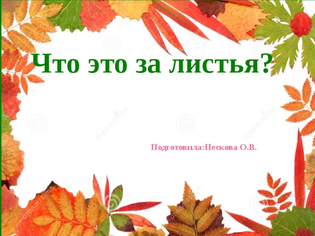     Что это за листья?  Подготовила:Пескова О.В.      