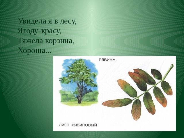 Увидела я в лесу,  Ягоду-красу,  Тяжела корзина,  Хороша... 