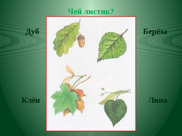 Чей листик? Дуб Берёза Клён Липа 