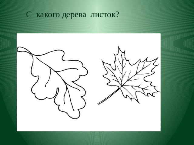 С какого дерева листок? 