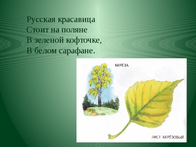 Русская красавица  Стоит на поляне  В зеленой кофточке,  В белом сарафане. 