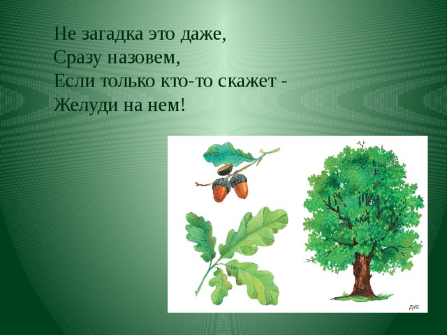 Не загадка это даже,  Сразу назовем,  Если только кто-то скажет -  Желуди на нем! 