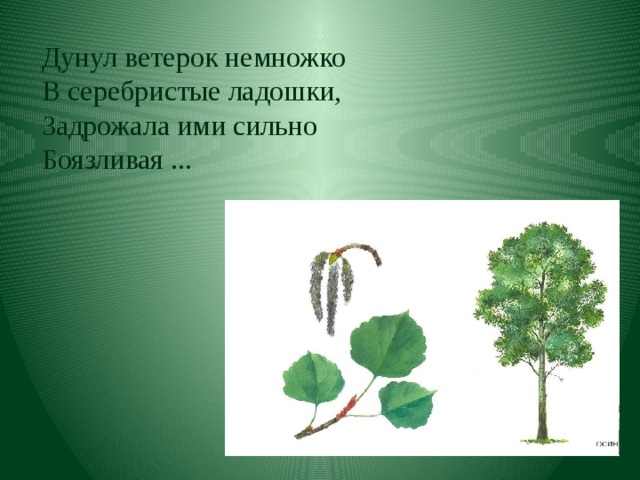 Дунул ветерок немножко В серебристые ладошки, Задрожала ими сильно Боязливая ...   