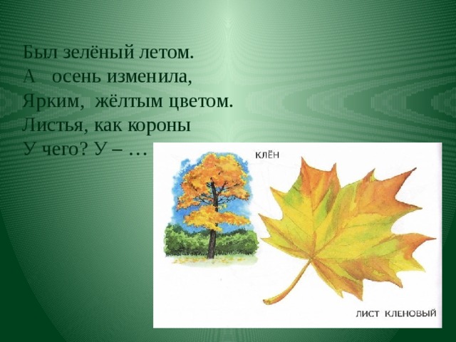Был зелёный летом. А осень изменила, Ярким,  жёлтым цветом. Листья, как короны У чего? У – …   