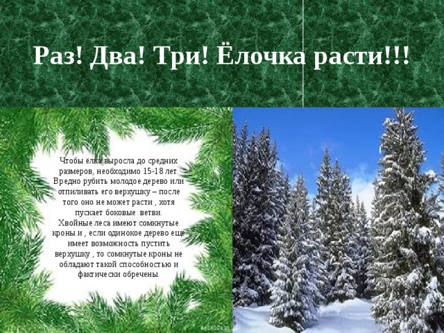 Раз! Два! Три! Ёлочка расти!!! Чтобы ёлка выросла до средних размеров, необходимо 15-18 лет. Вредно рубить молодое дерево или отпиливать его верхушку – после того оно не может расти , хотя пускает боковые ветви. Хвойные леса имеют сомкнутые кроны и , если одинокое дерево ещё имеет возможность пустить верхушку , то сомкнутые кроны не обладают такой способностью и фактически обречены. 