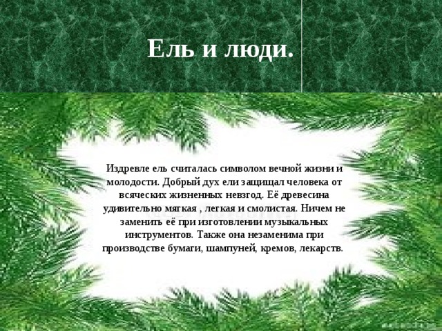 Ель и люди. Издревле ель считалась символом вечной жизни и молодости. Добрый дух ели защищал человека от всяческих жизненных невзгод. Её древесина удивительно мягкая , легкая и смолистая. Ничем не заменить её при изготовлении музыкальных инструментов. Также она незаменима при производстве бумаги, шампуней, кремов, лекарств. 