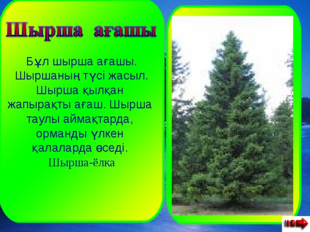 Бұл шырша ағашы. Шыршаның түсі жасыл. Шырша қылқан жапырақты ағаш. Шырша таулы аймақтарда, орманды үлкен қалаларда өседі. Шырша- ёлка  