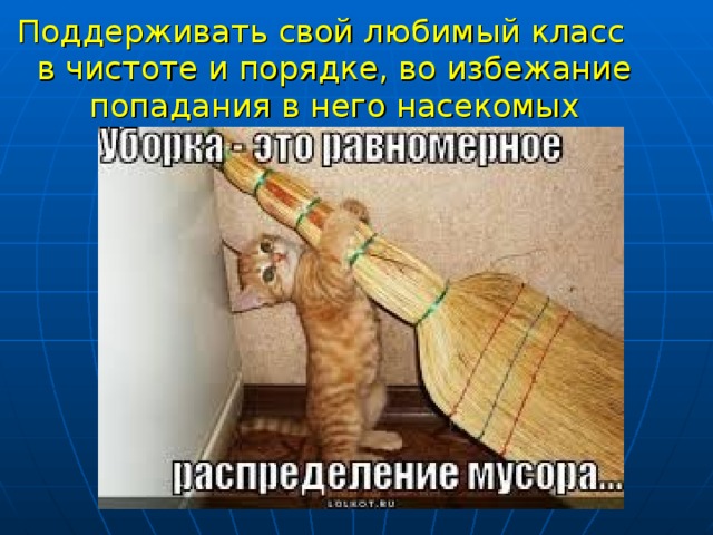 Поддерживать свой любимый класс в чистоте и порядке, во избежание попадания в него насекомых 