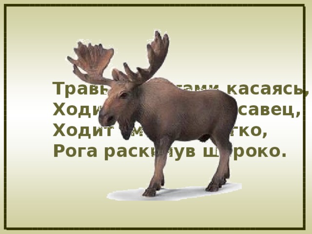 Травы копытами касаясь,  Ходит по лесу красавец,  Ходит смело и легко,  Рога раскинув широко.  