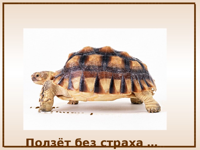 Её мудрость не забудешь: «Тише едешь – Дальше будешь!» Костяная у неё рубаха. Ползёт без страха … 