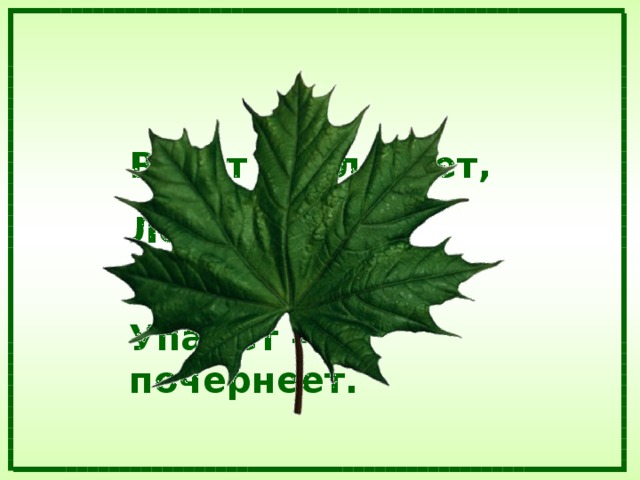 Висит – зеленеет, Летит – пожелтеет, Упадёт – почернеет. 