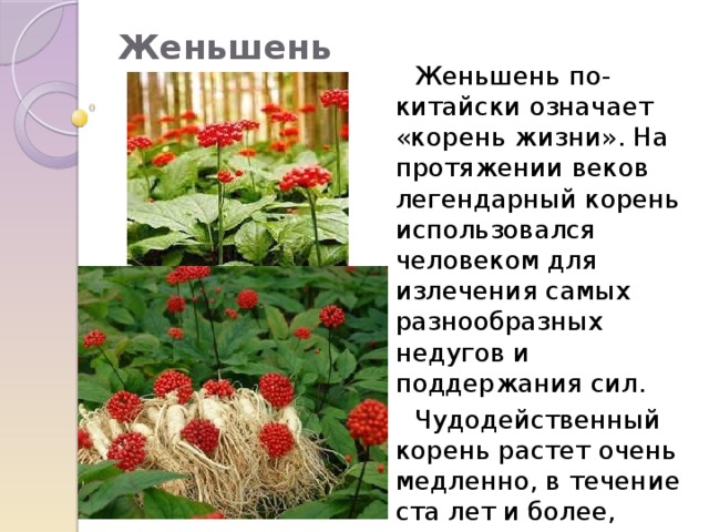 Женьшень    Женьшень по-китайски означает «корень жизни». На протяжении веков легендарный корень использовался человеком для излечения самых разнообразных недугов и поддержания сил.  Чудодейственный корень растет очень медленно, в течение ста лет и более, «засыпая», порой, на несколько десятилетий. 