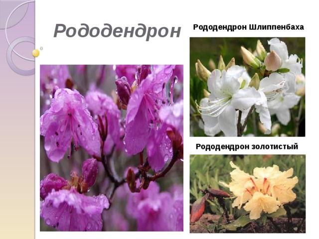Рододендрон  Рододендрон Шлиппенбаха Рододендрон золотистый 