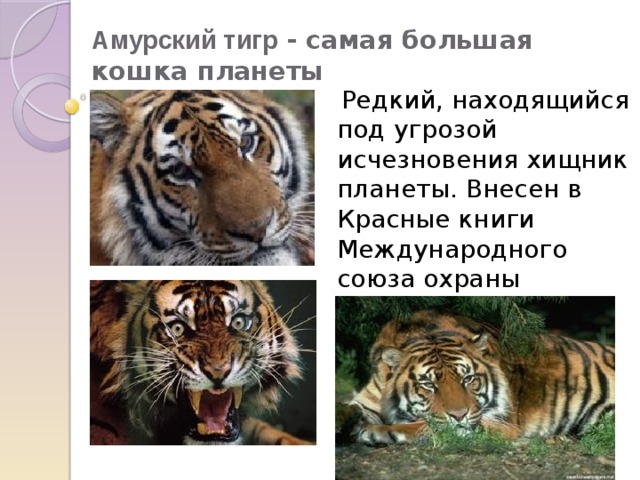 Амурский тигр  - самая большая кошка планеты    Редкий, находящийся под угрозой исчезновения хищник планеты. Внесен в Красные книги Международного союза охраны природы (МСОП) и Российской Федерации. 