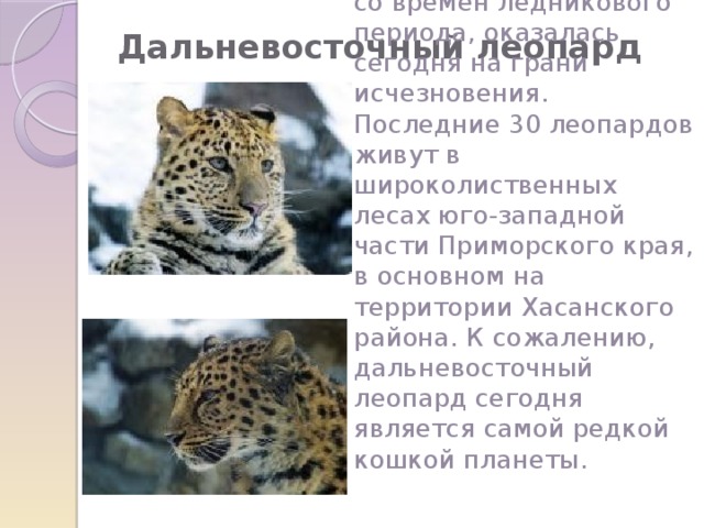 Дальневосточный леопард    Грациозная пятнистая кошка, сохранившаяся со времен ледникового периода, оказалась сегодня на грани исчезновения. Последние 30 леопардов живут в широколиственных лесах юго-западной части Приморского края, в основном на территории Хасанского района. К сожалению, дальневосточный леопард сегодня является самой редкой кошкой планеты. 