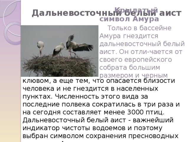 Дальневосточный белый аист    Крылатый символ Амура  Только в бассейне Амура гнездится дальневосточный белый аист. Он отли-чается от своего европейского собрата большим размером и черным клювом, а еще тем, что опасается близости человека и не гнездится в населенных пунктах. Численность этого вида за последние полвека сократилась в три раза и на сегодня составляет менее 3000 птиц. Дальневосточный белый аист - важнейший индикатор чистоты водоемов и поэтому выбран символом сохранения пресноводных экосистем Амура. 